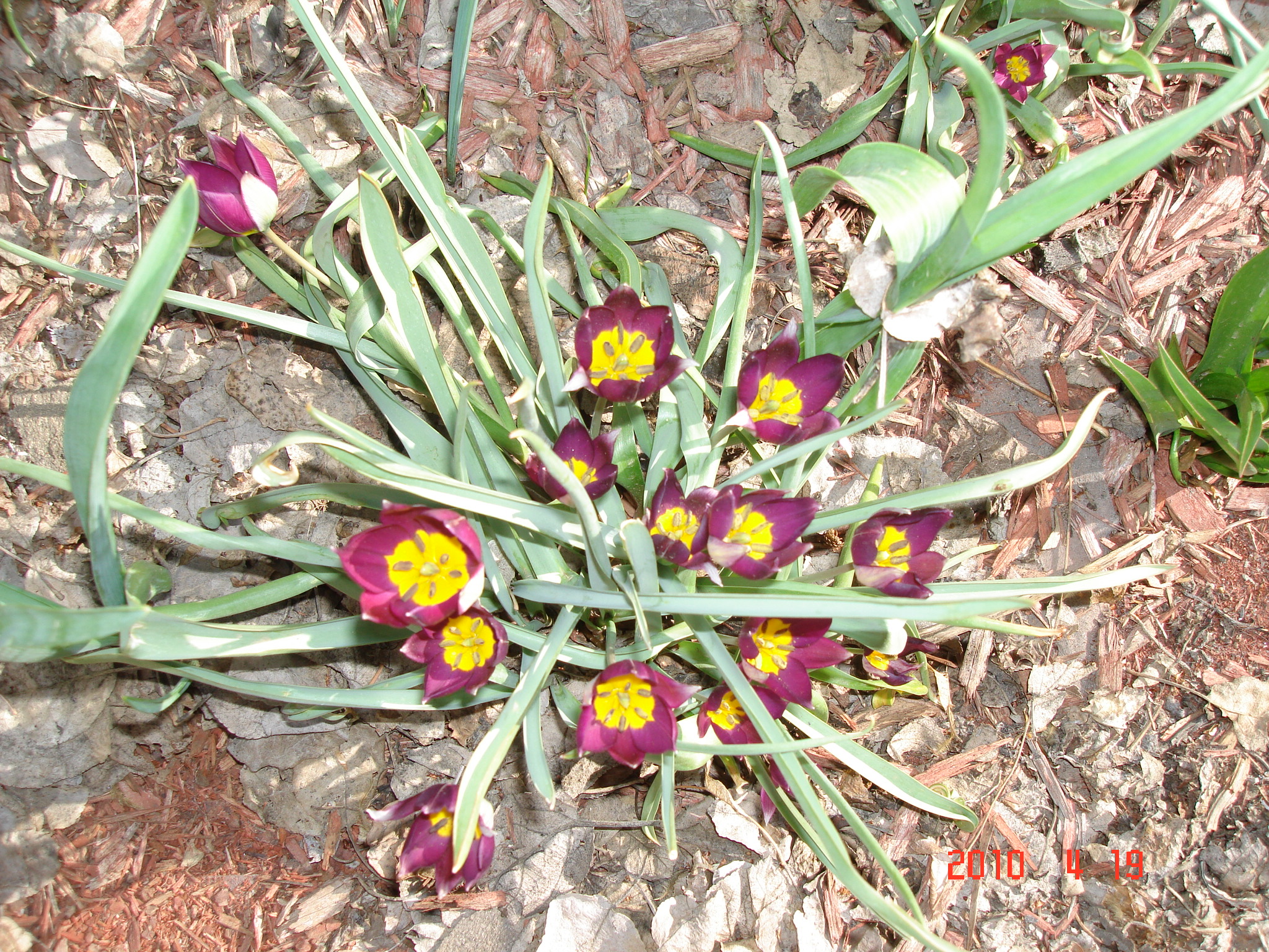 office cleaning in boulder April flowers